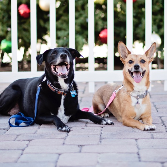 Meet your Posher, Charlie and her helpers! - Picture 2 of 8